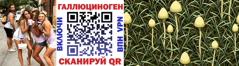 где найти   Ковдор  Галлюциногенные грибы Psilocybe 